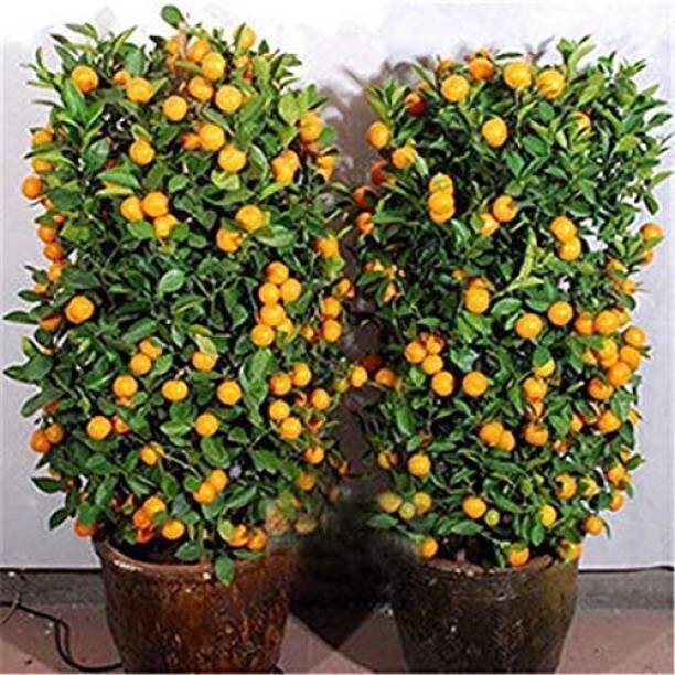 Seeds Orange Plant