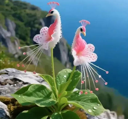 Vibrant Peacock Flower Seeds Pack of 2