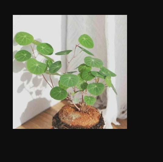 Stephania Erecta Plant