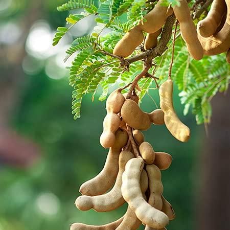 Tamarind plant, Sweet tamarind/sweet imli fruit plant seeds
