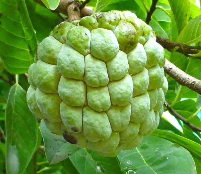 Custard Apple Super Green seeds