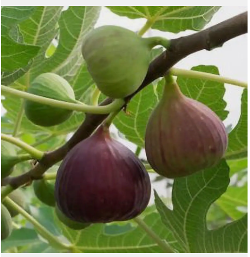 CARIBBEAN HYBRID FIG ANJEER FRUIT Seed(Pack of 2)