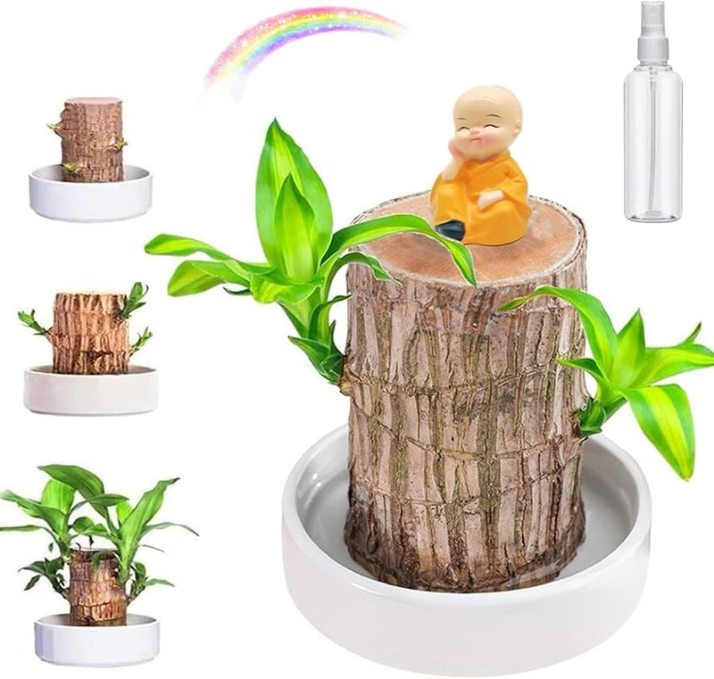 Brazilian Lucky Wood Plant ( Pack Of 1 )