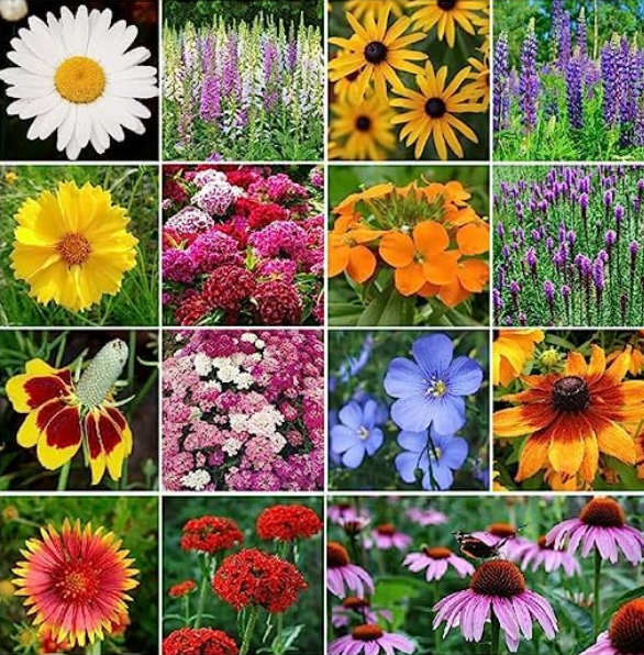 Wild Mix Premium flower seeds