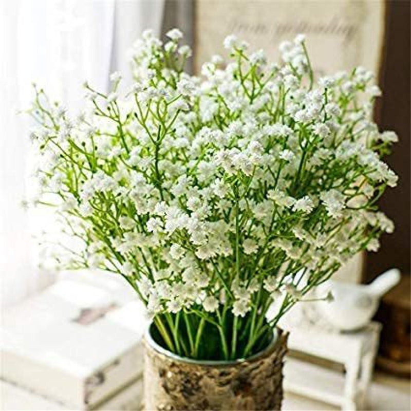 Baby’s Breath Flowers (Gypsophila) seeds