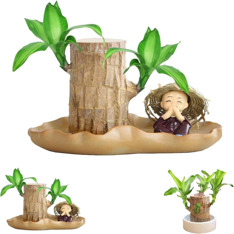 Brazilian Lucky Wood Plant ( Pack Of 2)