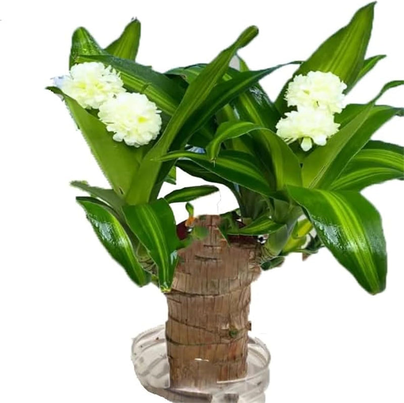 Brazilian Lucky Wood, Mini Home Plant Decorations to Bring You Luck Pack of 2