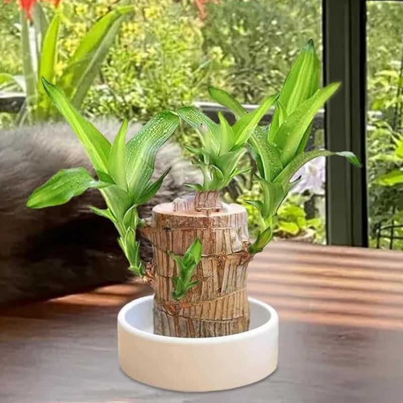 Brazilian Lucky Wood Plant ( Pack Of 2 )