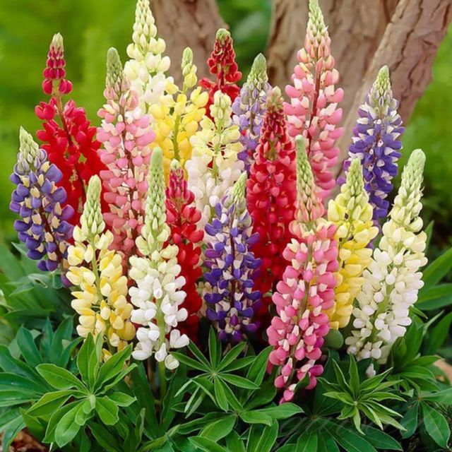 Lupine Blossoms Seeds — Vibrant Flowering Plant Seeds (Pack of 1, 100g)