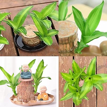 Lucky Brazil Wood Potted Plant ( Pack Of 1 )