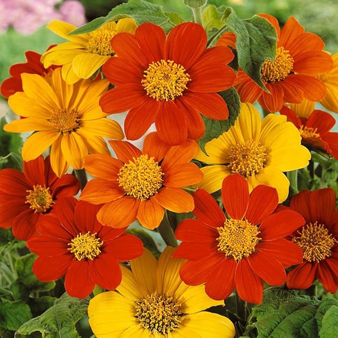 Hybrid Fresh Flower Seeds for Planting in Home & Garden