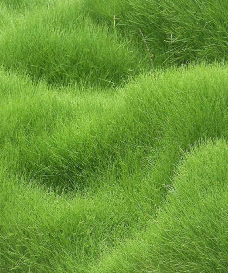 Grass Seeds Hybrid Best For Your Beautiful Home Gardening (Pack Of 100 seeds)